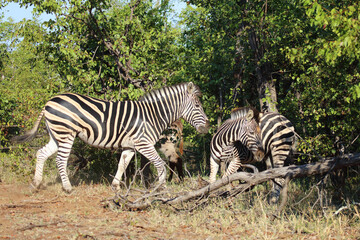 Steppenzebra / Burchell's zebra / Equus quagga burchellii.