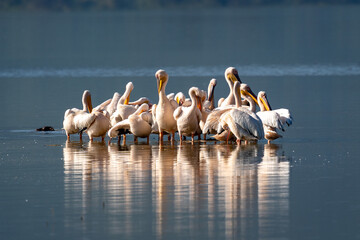 Great White Pelicans Gathering on a Tranquil Lake
