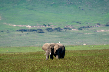 Obraz premium Elephant and Cattle Egret in the African Savanna
