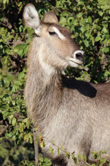 Wasserbock / Waterbuck / Kobus ellipsiprymnus
