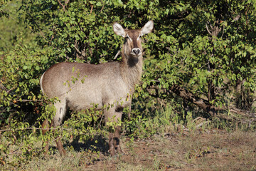 Wasserbock / Waterbuck / Kobus ellipsiprymnus