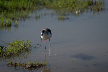 Black-Winged Stilt Wading in Shallow Water