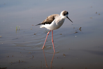 Black-Winged Stilt Wading in Shallow Water