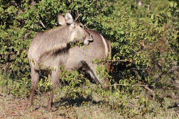 Wasserbock / Waterbuck / Kobus ellipsiprymnus