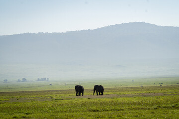 Elephants Roaming the Vast African Savannah
