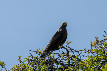 Brown Hawk Perched on a Tree Branch