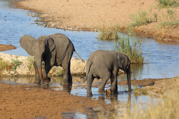 Afrikanischer Elefant / African elephant / Loxodonta africana