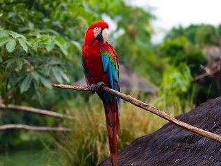 Image of a red macaw under a dry tree branch.
