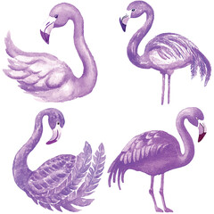 Flamingo watercolor hand drawn set
