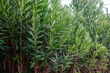 Fototapeta premium Grass roof, exclusive vacation, beach umbrella detail