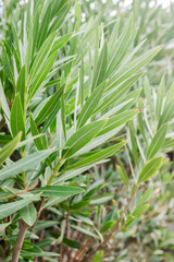 Grass roof, exclusive vacation, beach umbrella detail