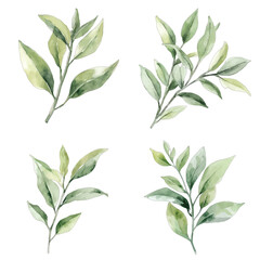 green tea plant watercolor hand drawn illustration concept