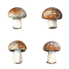porcini mushroom watercolor hand drawn illustration concept