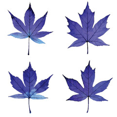 Obraz premium Maple leaf watercolor hand drawn set