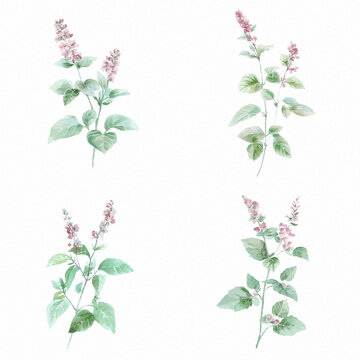 pepermint plant watercolor hand drawn illustration concept