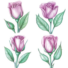 Purple rosebud watercolor set hand drawn