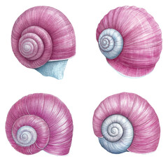 Purple snail shell watercolor set hand drawn