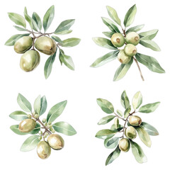 shea plant with nuts of plant ingredient for packaging design watercolor hand drawn illustration concept