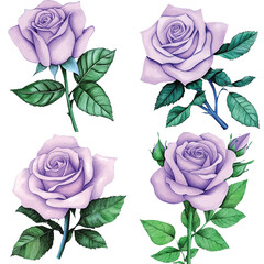 Soft pink rose watercolor hand drawn set collection