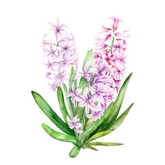 Obraz premium Botanical watercolor illustration of spring flowers pink Hyacinths. Watercolor illustration on white background. Hand drawn Hyacinths are suitable for spring and Easter designs in delicate pastel