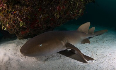 Fototapeta premium Nurse shark resting on the bottom