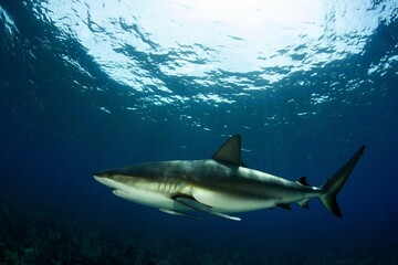 Fototapeta premium shark in the sea