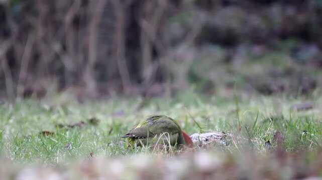 Gr&uuml;nspecht&nbsp;(Picus viridis)