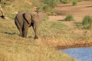 Fototapeta premium Afrikanischer Elefant / African elephant / Loxodonta africana