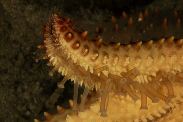 Sea star tentacles