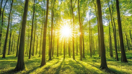 Fototapeta premium Sunlit forest with golden rays streaming through tall green trees.