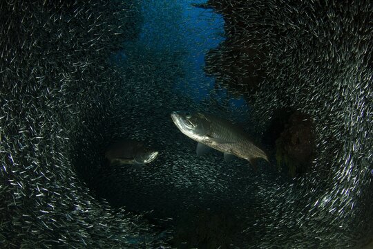 Two Tarpons, school of silverside fish