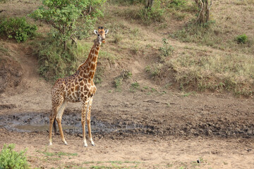 Obraz premium Giraffe / Giraffe / Giraffa camelopardalis