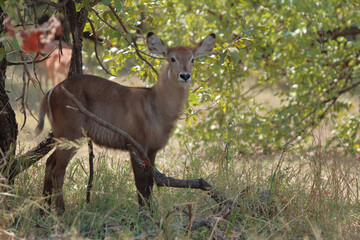 Wasserbock / Waterbuck / Kobus ellipsiprymnus..