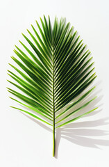Green palm leaf on white background