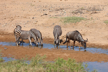 Streifengnu und Steppenzebra / Blue wildebeest and Burchell's zebra/ Connochaetes taurinus et Equus...