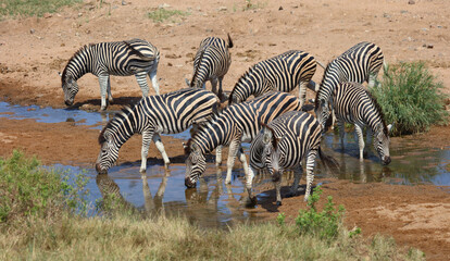 Steppenzebra / Burchell's zebra / Equus quagga burchellii