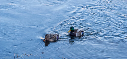 Kaczki krzyżówki - para - pływają po błękitnej wodzie rzeki w słoneczne południe w grudniowy dzień. Para kaczek krzyżówek pływa po rzece. Samiec z zieloną głową i żółtym dziobem oraz samica  szara. © Grzegorz