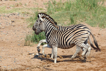 Steppenzebra / Burchell's zebra / Equus quagga burchellii.