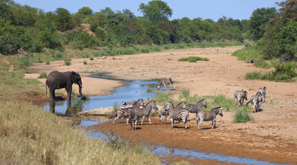 Afrikanischer Elefant und Steppenzebra im Tsendze River/ African elephant  and Burchell's zebra in...