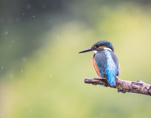 kingfisher on branch on a rainy day