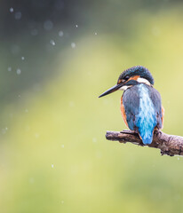 kingfisher on branch on a rainy day