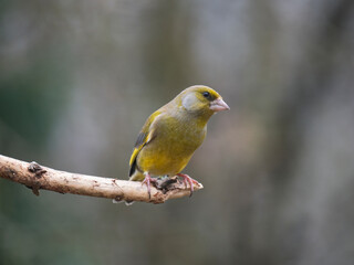 Gr&uuml;nfink&nbsp;(Chloris chloris)