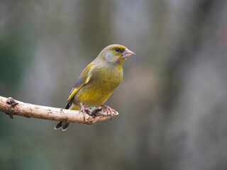 Grünfink (Chloris chloris)