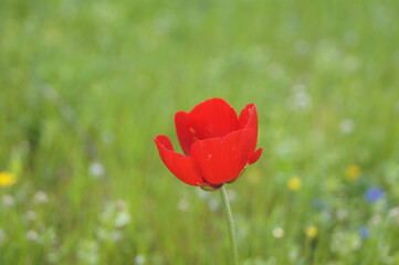 Beauty of Red Flower 
