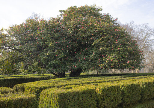 El &aacute;rbol   de las camelias, (Camellia sinensis) florecido, en un jard&iacute;n  de setos verdes