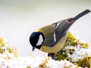Kohlmeise (Parus major)