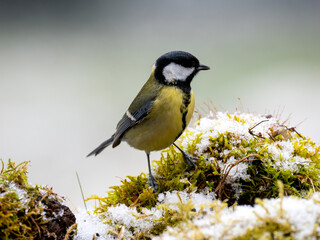 Kohlmeise (Parus major)