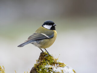 Kohlmeise (Parus major)