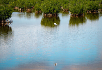 White Heron flying low to the water in the Florida Everglades