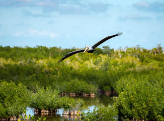 Brown Pelican flying in Florida Everglades